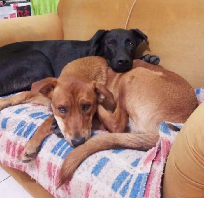 Cachorro ra a SRD idade 1 ano nome Café e Cacau