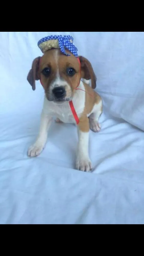 Cachorro raça Vira lata idade Abaixo de 2 meses nome sem nome
