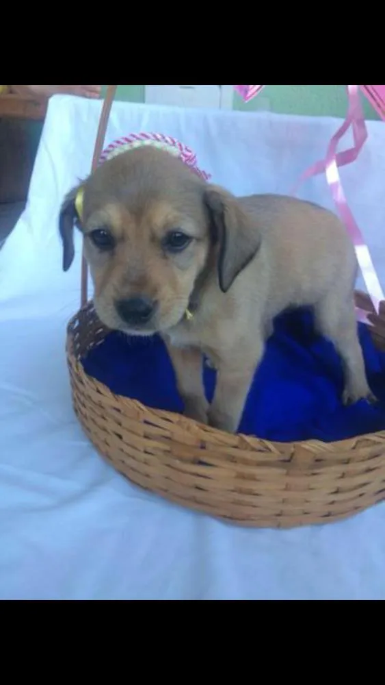 Cachorro raça Vira lata idade Abaixo de 2 meses nome sem nome