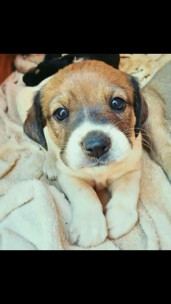 Cachorro raça Vira lata idade Abaixo de 2 meses nome sem nome