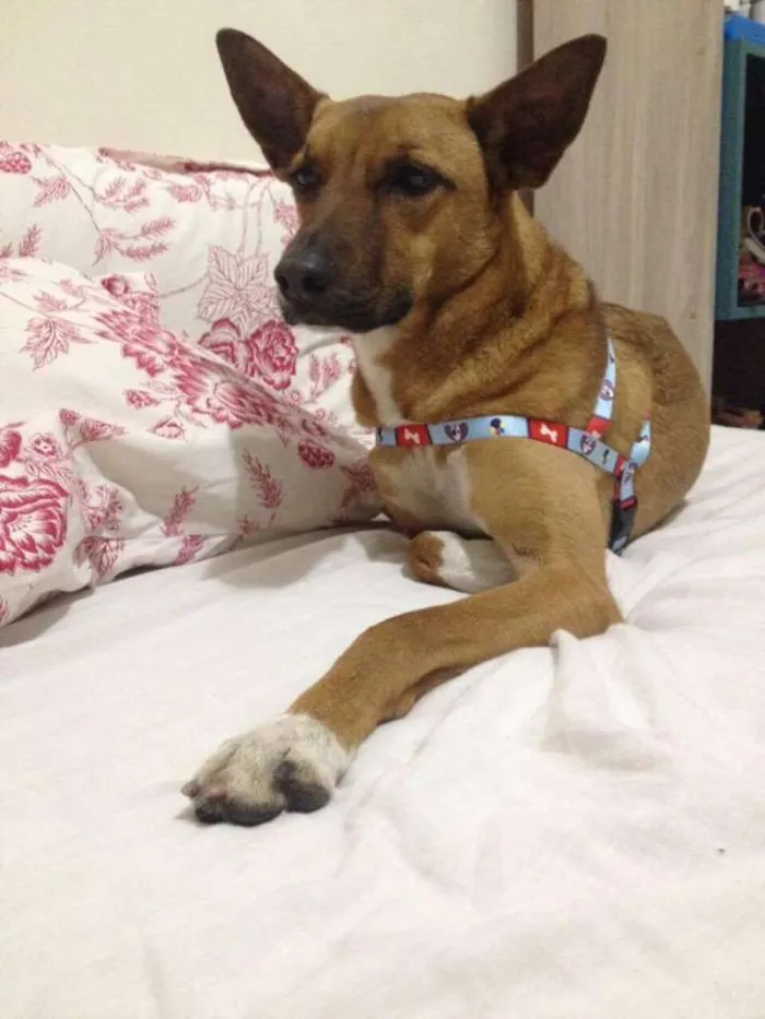 Cachorro ra a SRD idade 1 ano nome Linda