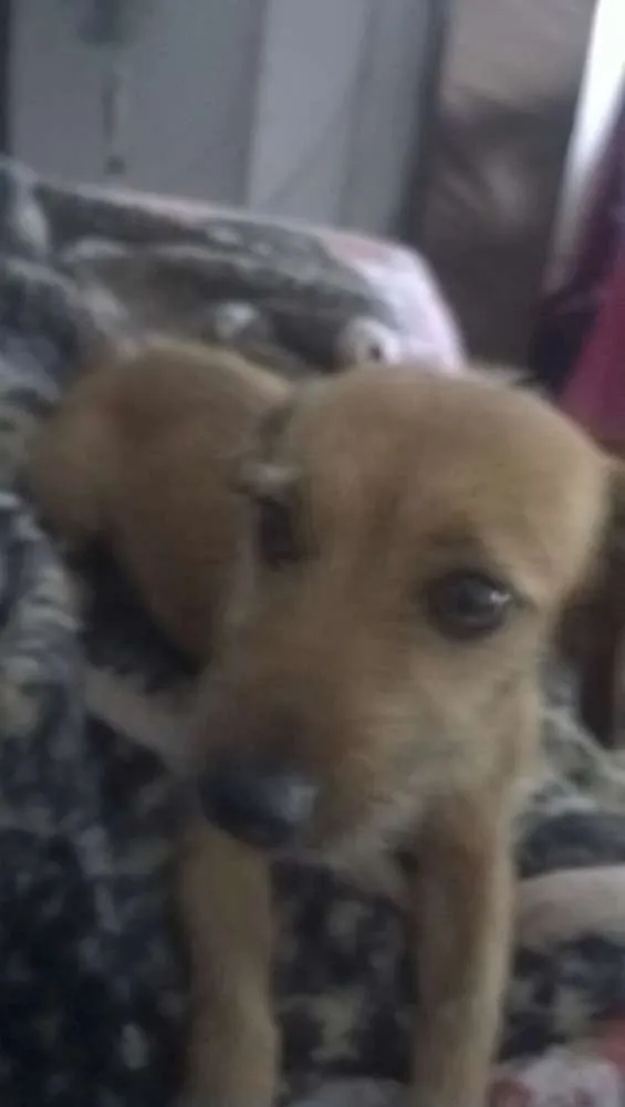 Cachorro raça nao sei idade 2 a 6 meses nome betoven/julia