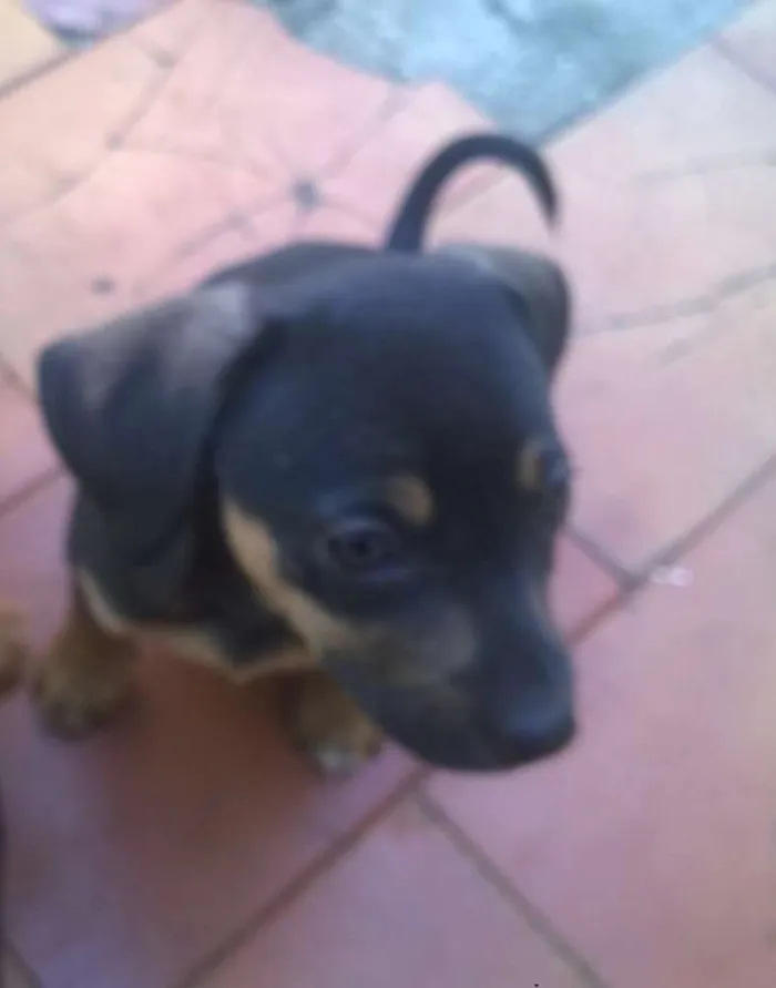 Cachorro raça nao sei idade 2 a 6 meses nome betoven/julia