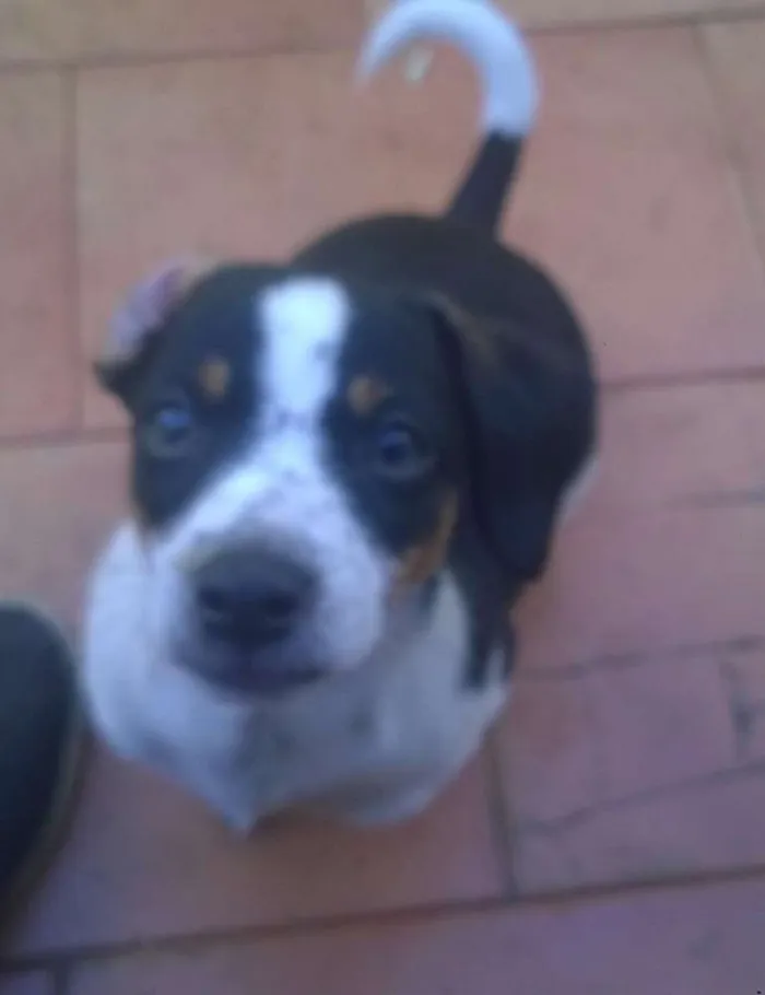 Cachorro raça nao sei idade 2 a 6 meses nome betoven/julia
