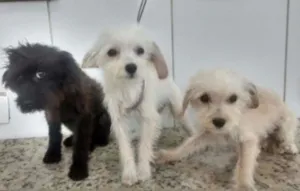 Cachorro raça mestiço idade 2 a 6 meses nome estrelinha
