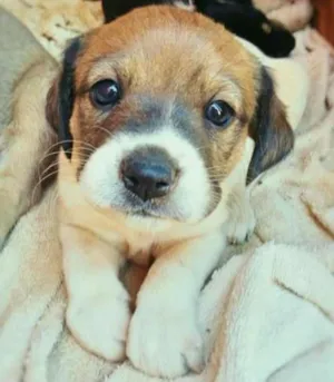 Cachorro raça Vira lata idade Abaixo de 2 meses nome sem nome