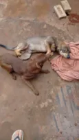 Thor e Eva