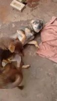 Thor e Eva