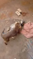 Thor e Eva