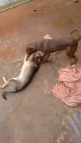 Thor e Eva
