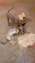 Thor e Eva