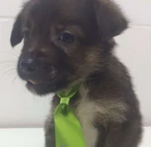 Cachorro raça SRD idade 2 a 6 meses nome Caju