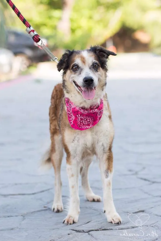 Cachorro raça SRD idade 4 anos nome Belinha