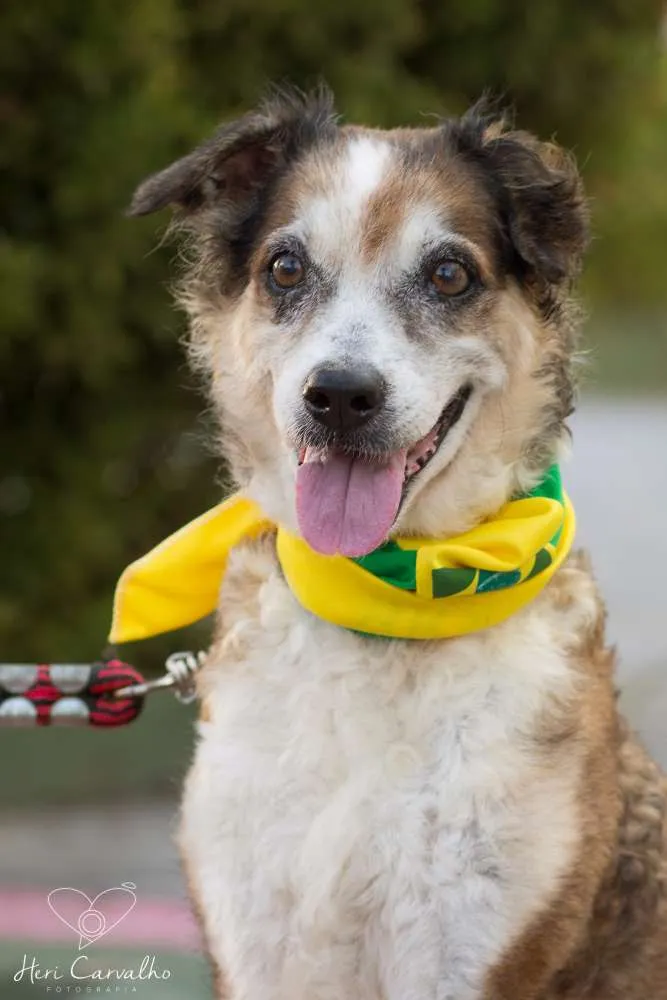 Cachorro raça SRD idade 4 anos nome Belinha