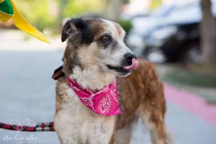 Cachorro raça SRD idade 4 anos nome Belinha