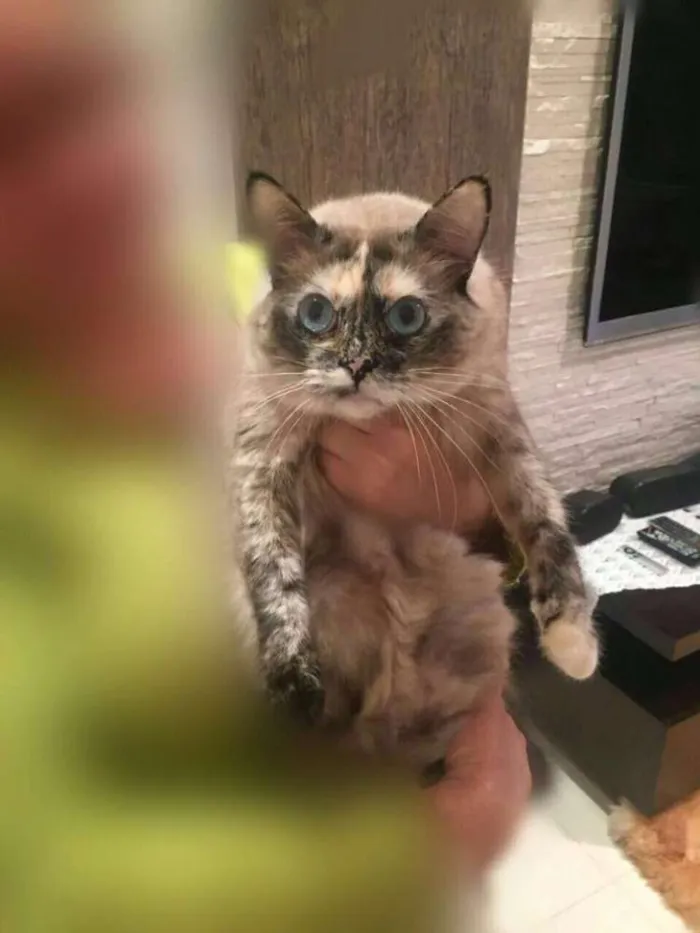 Gato ra a Vira Lata idade 2 anos nome Luna