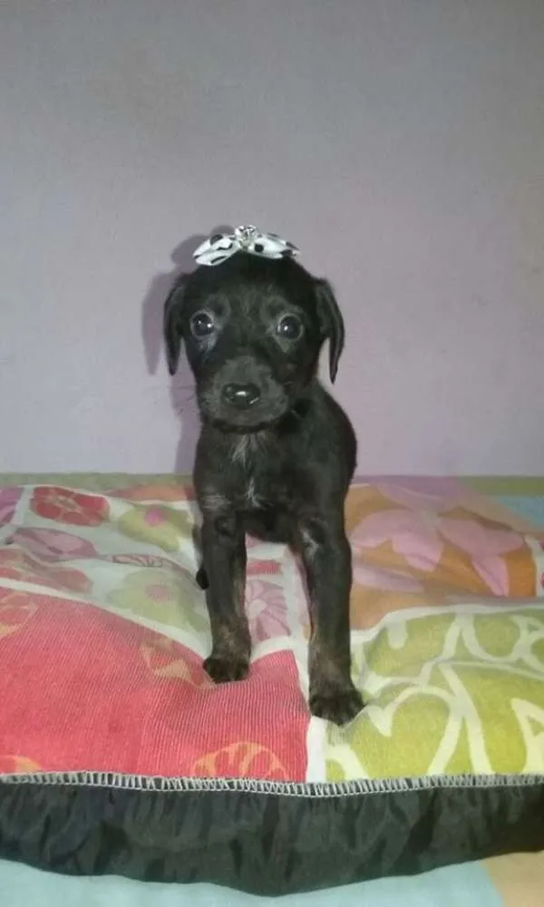 Cachorro ra a srd idade 2 a 6 meses nome bebe peq porte