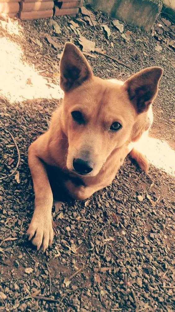 Cachorro ra a  idade 1 ano nome Max