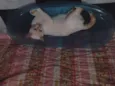Gatinho Pop.