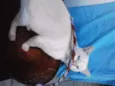 Gatinho Pop.