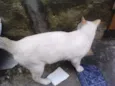 Gatinho Pop.