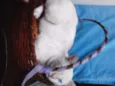Gatinho Pop.