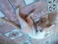 Gatinho Pop.