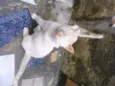Gatinho Pop.