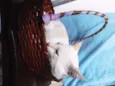 Gatinho Pop.