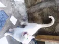 Gatinho Pop.