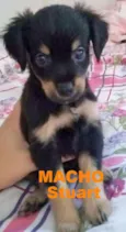 Bebês