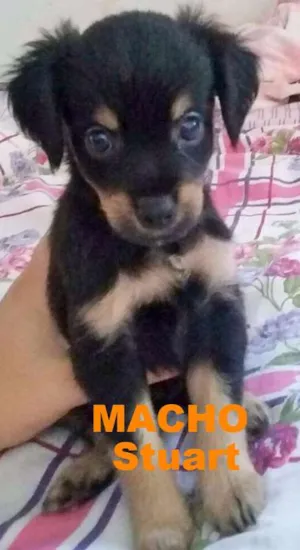 Cachorro raça SRD idade Abaixo de 2 meses nome Bebês