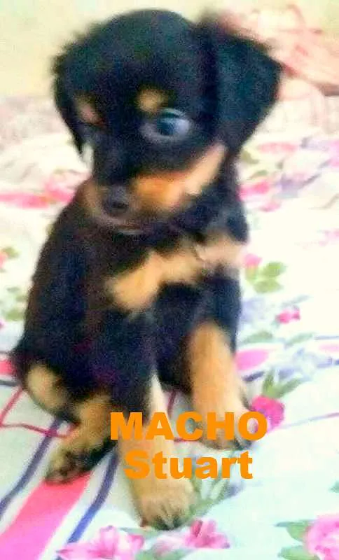 Cachorro raça SRD idade Abaixo de 2 meses nome Bebês