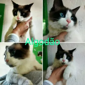 Gato raça srd idade 2 a 6 meses nome Algodão