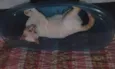 Gatinho Pop.