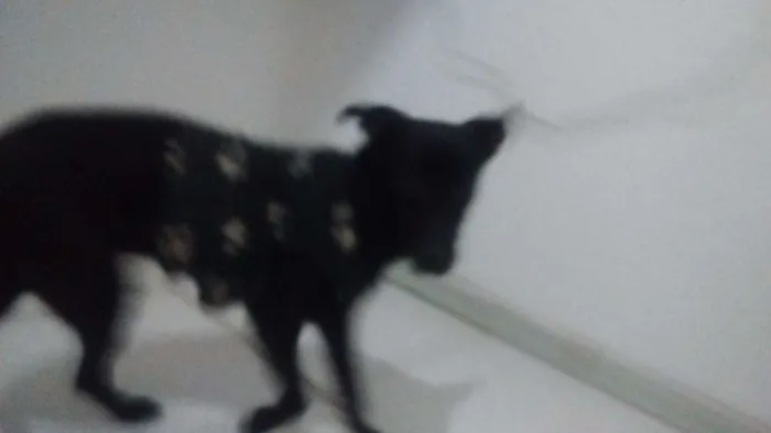 Cachorro ra a Popular idade 7 a 11 meses nome Neguinha