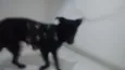 Neguinha