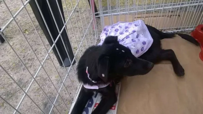 Cachorro ra a srd idade 2 a 6 meses nome ADOTE