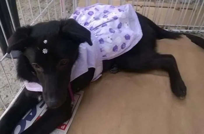 Cachorro ra a srd idade 2 a 6 meses nome ADOTE