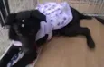 ADOTE