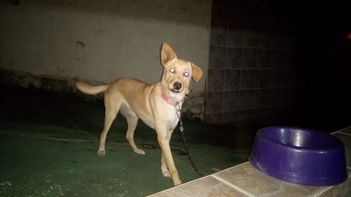 Cachorro ra a Vira lata com labrador idade 1 ano nome Nina