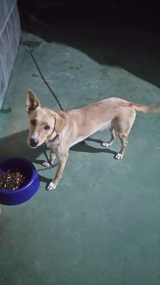 Cachorro ra a Vira lata com labrador idade 1 ano nome Nina