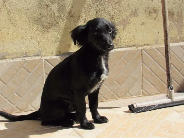 Cachorro ra a SRD idade 2 a 6 meses nome NEFERTITE