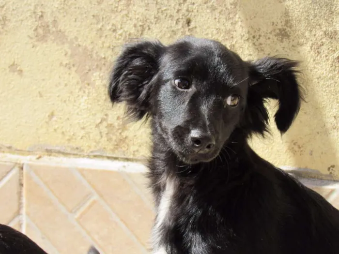 Cachorro ra a SRD idade 2 a 6 meses nome NEFERTITE