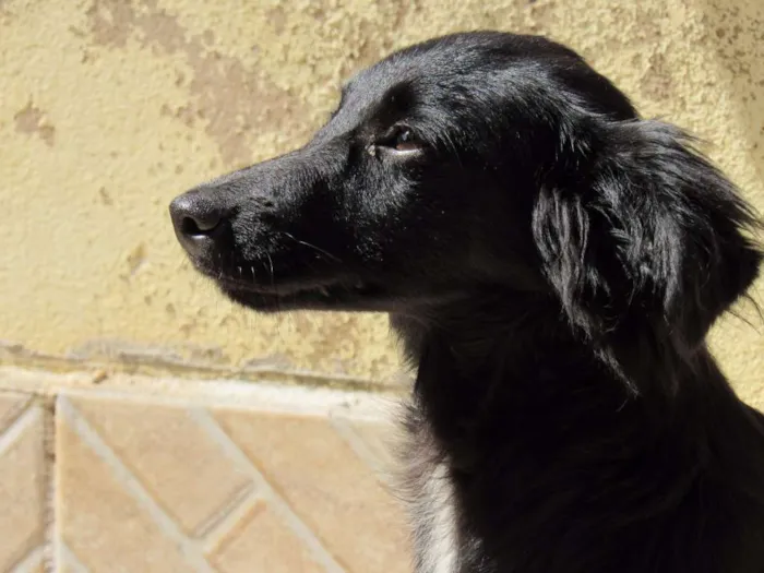 Cachorro ra a SRD idade 2 a 6 meses nome NEFERTITE