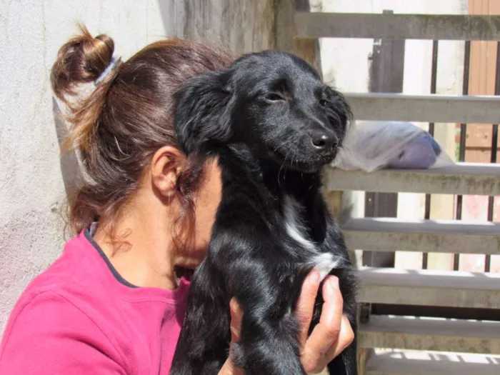 Cachorro ra a SRD idade 2 a 6 meses nome NEFERTITE
