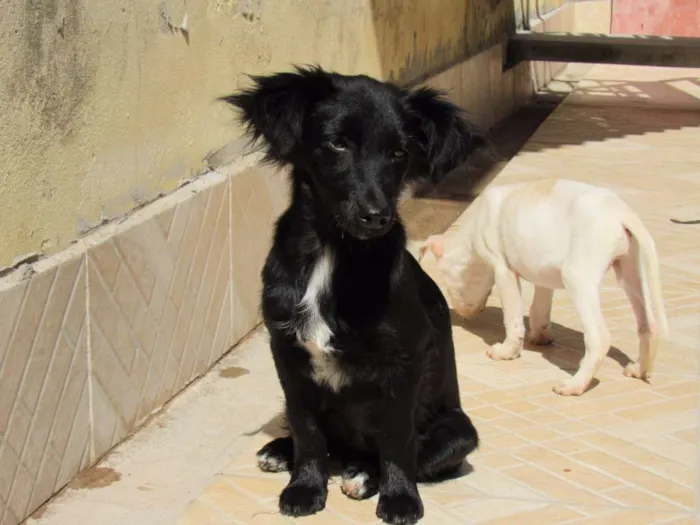 Cachorro ra a SRD idade 2 a 6 meses nome NEFERTITE