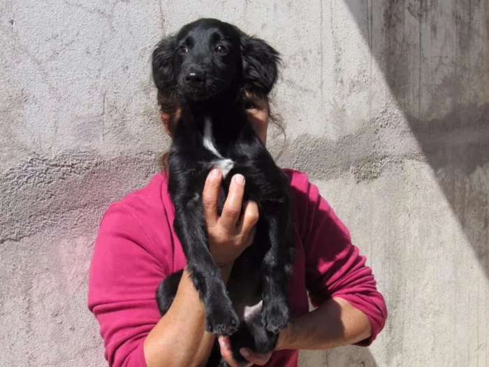 Cachorro ra a SRD idade 2 a 6 meses nome NEFERTITE