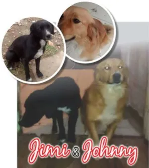 Cachorro raça Vira lata com Labrador  idade 1 ano nome Jimi e Johnny