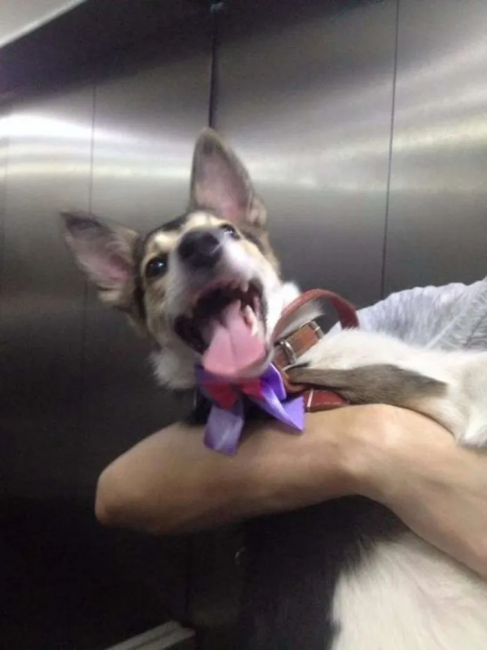 Cachorro ra a SRD idade 1 ano nome MENINA MINA